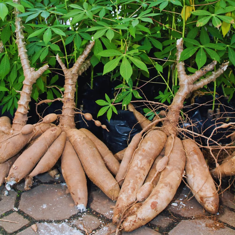 Cassava Yuca Plant Live Potted, Live Cassava Yuca Plant for Growing Indoor Outdoor, 5 to 7 Inc Tall