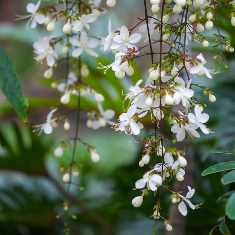1 Clerodendrum Wallichii Smithianum Plant 5-9 Inc Tall - Light Bulb White Chain of Glory Light Clerodendrum Live Plant - Great for Beautifying Indoor and Outdoor Spaces