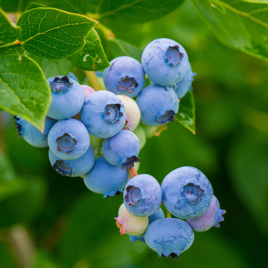 Emerald Blueberry Bushes Live Plant 4'' Potted, Fully Rooted, Sweet, High Yielding Blueberry Plants for Growing Outdoor
