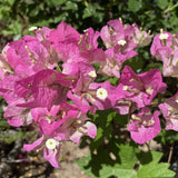 White Pink Bougainvillea Plant Live, Bougainvillea Live Plant, Well Rooted 5 to 7 Inches Tall, Colorful Long Lasting Blooms, Ideal for Trellis, Landscape and Outdoor Garden