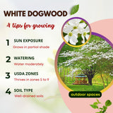 White Dogwood Tree Live Plant in Quart Pot, 8-10 Inches Tall, Dogwood Trees, White Flower for Spring Blooms