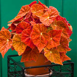 Combo 3 Mix Begonia Angel Wing Plants Live, Begonia Maculata Live Plant, Begonias Live Plants Outdoor, 4 to 8 Inc Tall