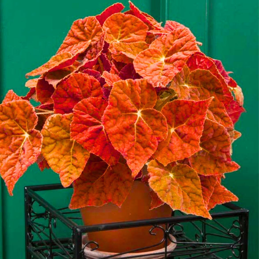 Combo 3 Mix Begonia Angel Wing Plants Live, Begonia Maculata Live Plant, Begonias Live Plants Outdoor, 4 to 8 Inc Tall