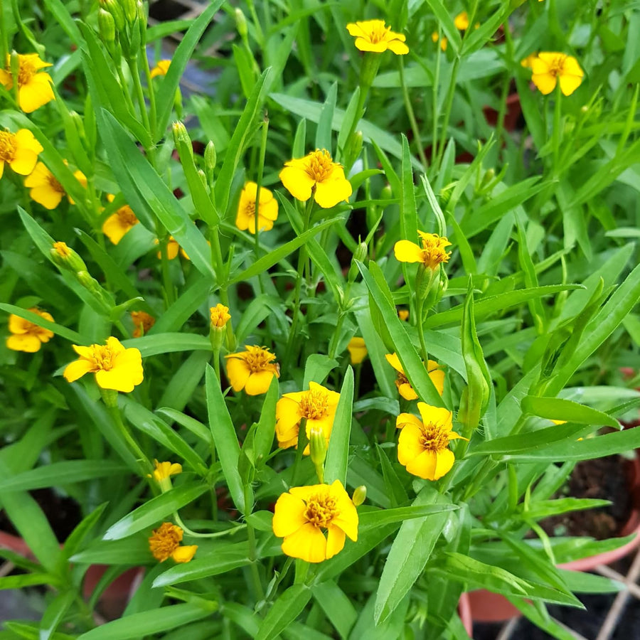 2 Tarragon Plants Live, Tarragon Herb Plant Indoor Outdoor, 5-9 Inch Tall, Tarragon Mint for Your Garden and Culinary Needs