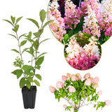 Pink Hydrangea Live Plant, Quart Pot, Color Changing Hydrangea Bush, Hardy Perennial Flowering Shrub, 8-14" Tall