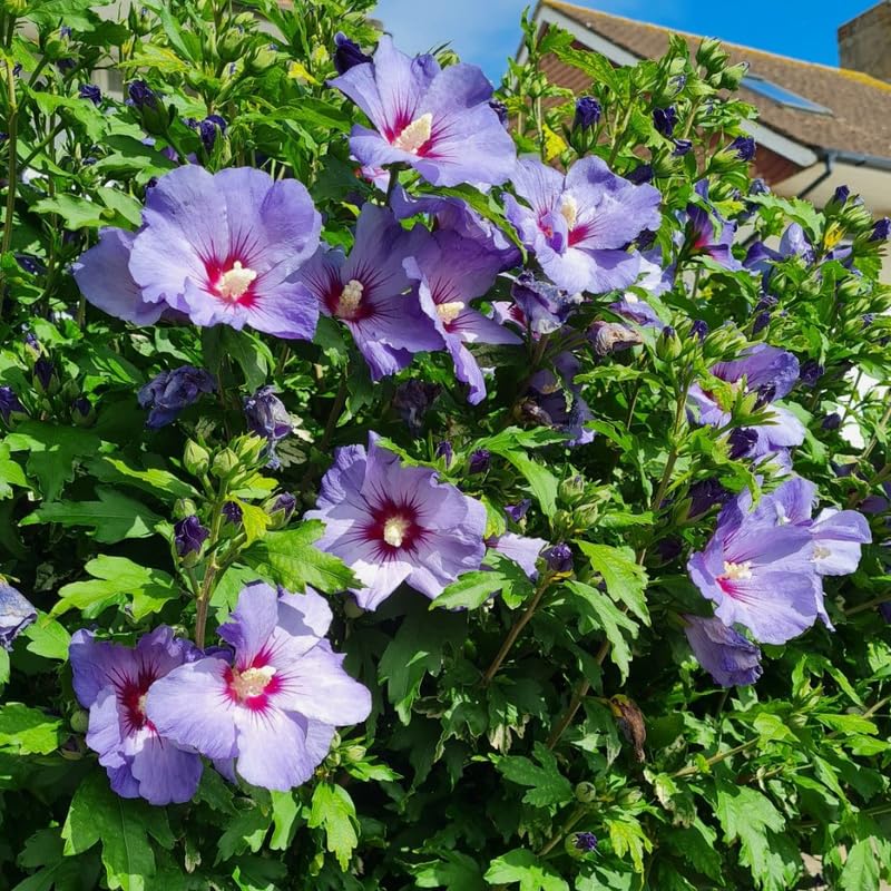 Purple Althea Plant, Quart Pot, 6-12 Inch Plants Rose of Sharon Flowering Shrub, Hardy Hibiscus Flower Plant for Outdoor Landscapes