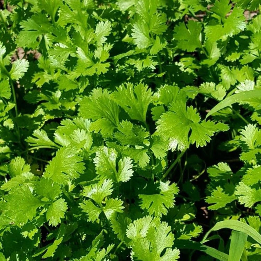 500 Cilantro Seeds for Planting Outdoor, Cilantro Plant Fast Growing Herb, Home Garden Plant Seeds
