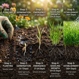 20000 Zoysia Emerald Grass Seeds, Emerald Zoysia Grass for Garden, Zoysia Grass Seeds Perennial Tropical for Growing