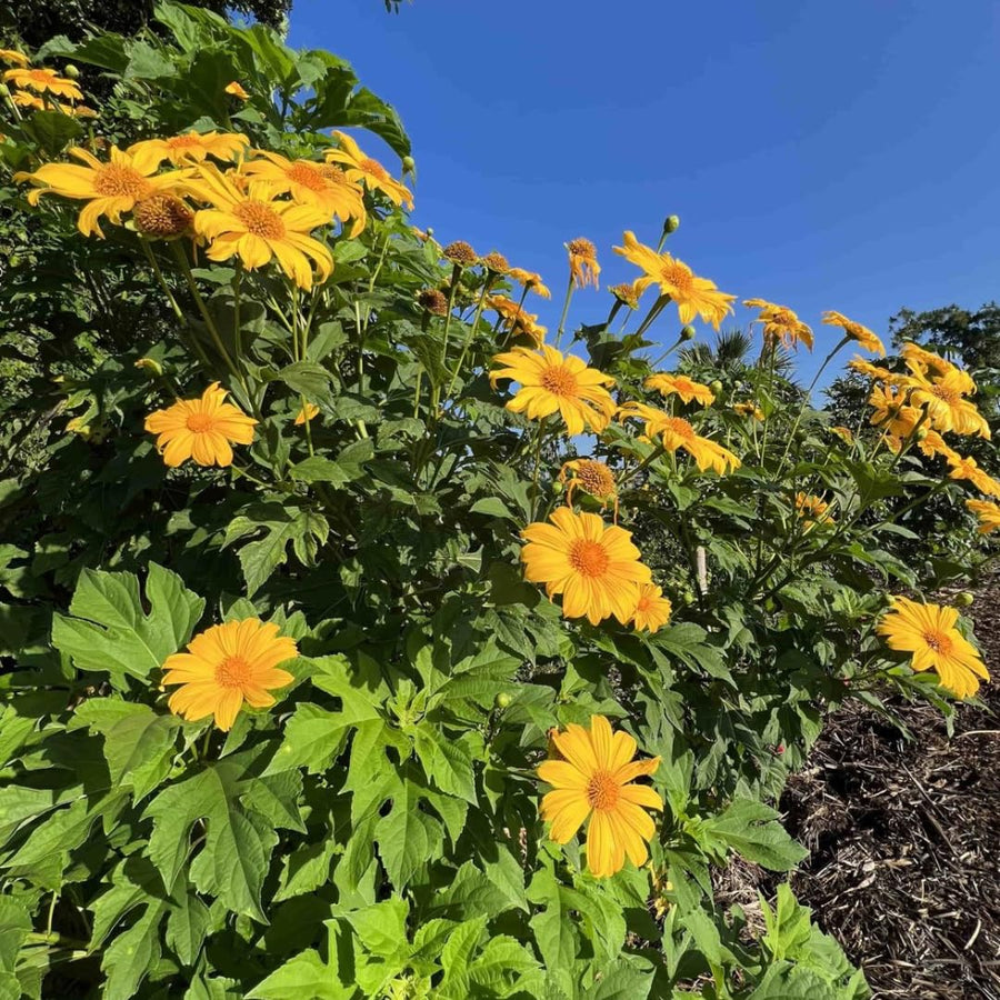 Live Mexican Sunflower - 10-14 inches Tall in 4-inch Pot, Perfect for Summer Gardens, No CA