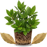 Sweet Bay Leaf Plant Live Tree, 8-11" in Tall, Well-Rooted, Bay Laurel Laurus Nobilis Plant for Outdoor Indoor Planting Herb