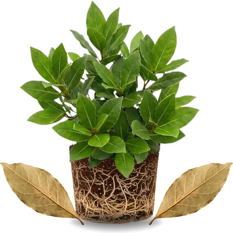 Sweet Bay Leaf Plant Live Tree, 8-11" in Tall, Well-Rooted, Bay Laurel Laurus Nobilis Plant for Outdoor Indoor Planting Herb