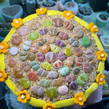 10 Large Random Mix Lithops Living Stones, Live Succulent Plants, Bare Roots Garden Indoor, Rocks Living Stones