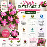 Easter Cactus Live Plant, Easter Cactus Plant 5 Inches in Height, 4 Inch Pot, Bright Bloom Flowering Houseplant for Planting (Pink)
