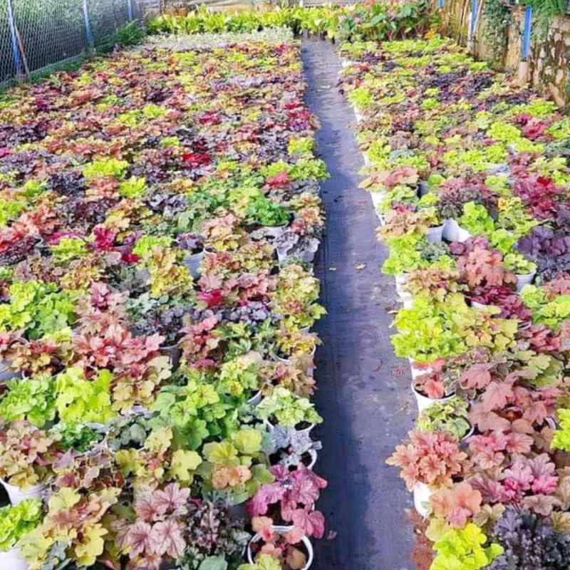3 Coral Bells Heuchera Perenial Live Plants, Orange Red Seasonal Leaves Color Change, Well-Rooted 5-9 Inc Tall, No Pot