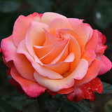 Rose Bush Live Plant - Climbing Rose Plant Live - Bareroot with Soil 7-10 Inch Tall - Fragrant Rose Flowers Heirloom Rose Shrub (Coral Rose Plant)
