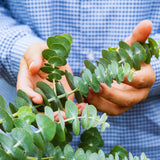 Eucalyptus Plant Live Indoor, Baby Blue Eucalyptus Live Plant, 4 to 7 Inches, Fragrant Eucalyptus Tree for Gardening Outdoor