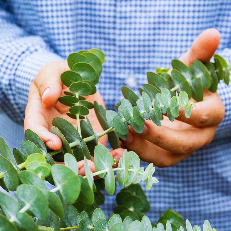 Eucalyptus Plant Live Indoor, Baby Blue Eucalyptus Live Plant, 4 to 7 Inches, Fragrant Eucalyptus Tree for Gardening Outdoor