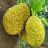 Jackfruit Live Plants, Jack Fruit Tropical Fruit Tree, Tropical Fruit Plant, 8-10 Inches in Height, 4 Inch Pot for Outdoor Planting