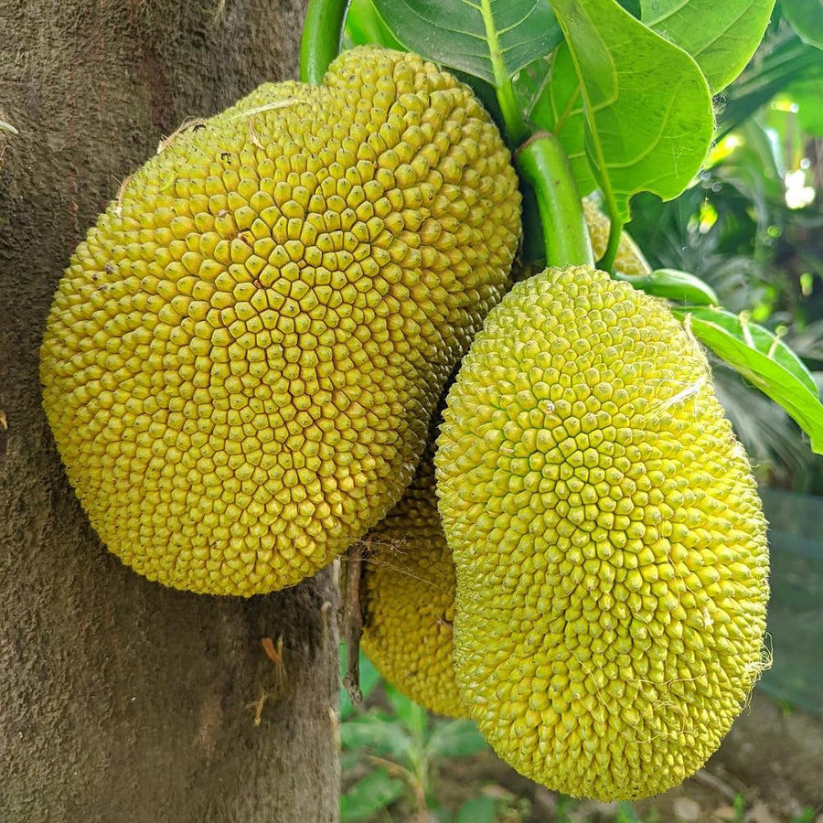 Jackfruit Live Plants, Jack Fruit Tropical Fruit Tree, Tropical Fruit Plant, 8-10 Inches in Height, 4 Inch Pot for Outdoor Planting