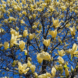 Yellow Magnolia Tree Live Plant in 2.5 Inches Pot, Dormant in Winter, 6-12 Inches in Tall, Ornamental Spring Flowering Tree, Outdoor