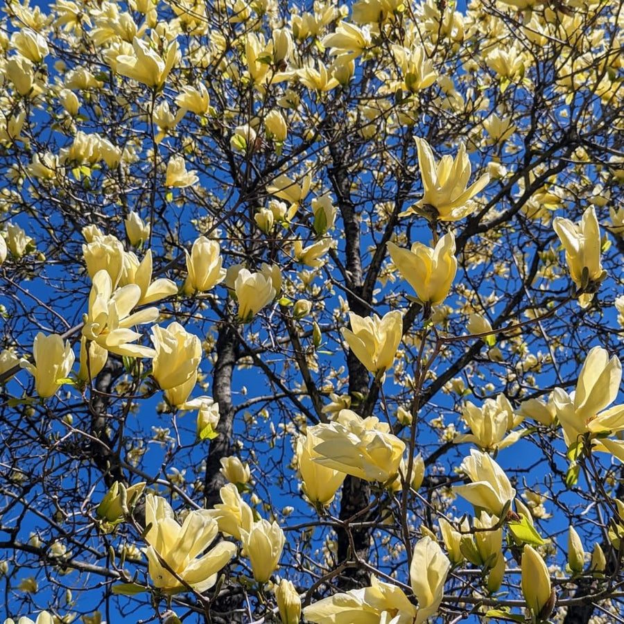 Yellow Magnolia Tree Live Plant in 2.5 Inches Pot, Dormant in Winter, 6-12 Inches in Tall, Ornamental Spring Flowering Tree, Outdoor