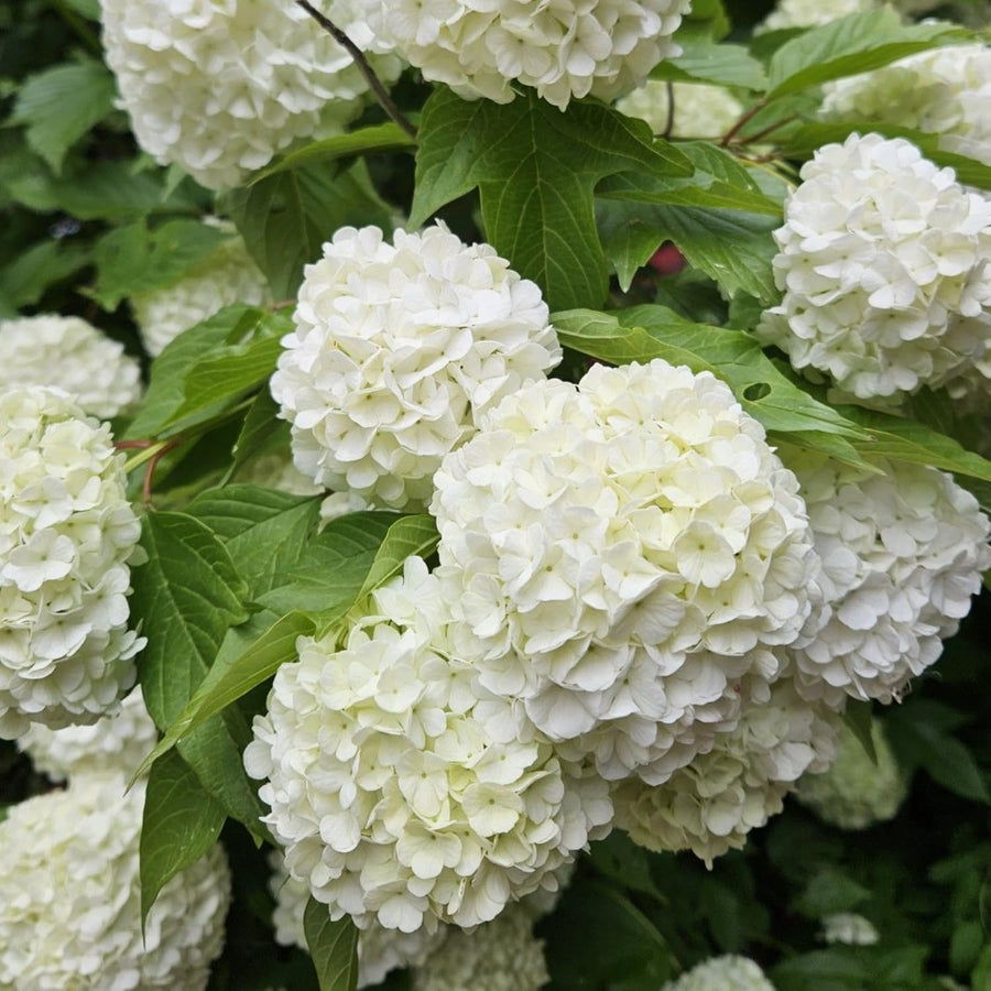 Live Viburnum Bush in 4 Inch Pot, Hardy Flowering Shrub for Outdoor Garden, Landscape or Hedge (Old Fashioned)