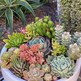Pack 5 Mix Colorful Succulent Plants, 2" Pot, Assorted Succulents Plants Live for Home, Office, Gifts