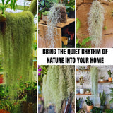 Spanish Moss Tillandsia Air Plants, Spanish Moss Plant Live, 1 to 2 Feet Long, Succulent Plants Live for Gardening Indoor Outdoor