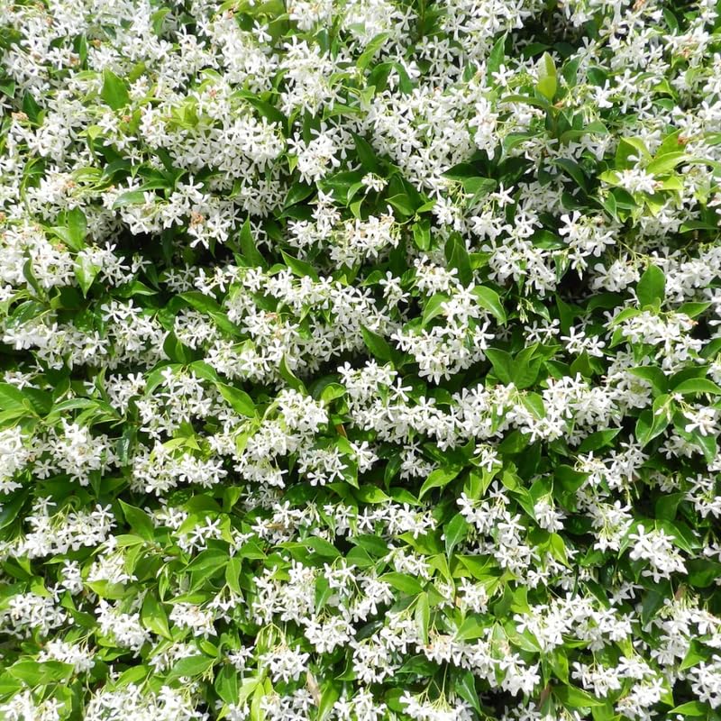 2 Jasmine Plants Live, Snow Jasmine Tree Live Plant Plugs Size, Fragrant White Flower, 2-3 Inches in Tall, No Pot, Fast-Growing