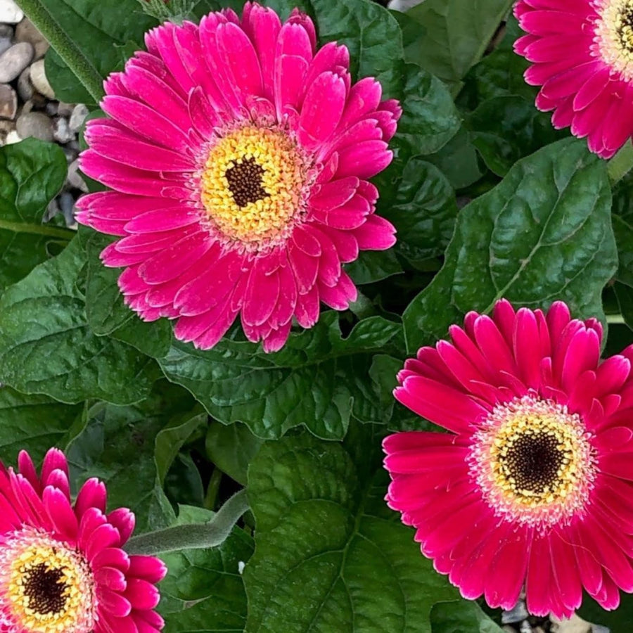 Sets 4 Pink Gerbera Daisy Live Plants, Ready to Bloom in Spring, Flower Winter Hardy Outdoor Planting