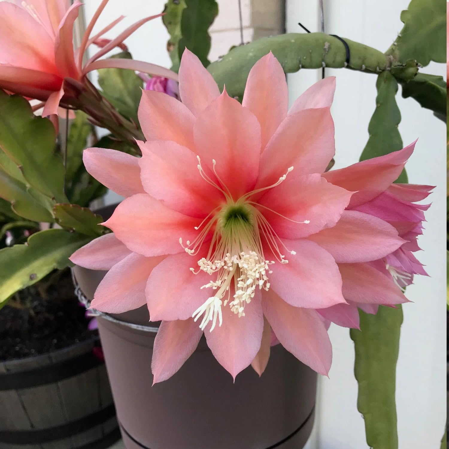 2 Salmon Epiphyllum Orchid Cactus Live Plants, 6-8" in Tall Succulent for Indoor Outdoor Home Decor, Cold Hardy, Spring Planting