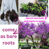 Eastern Redbud Trees Live Plants Seedlings, 1 Year Old Well- Rooted Bare Roots, 6 to 15 Inches, Red Bud Tree for Planting Outdoor