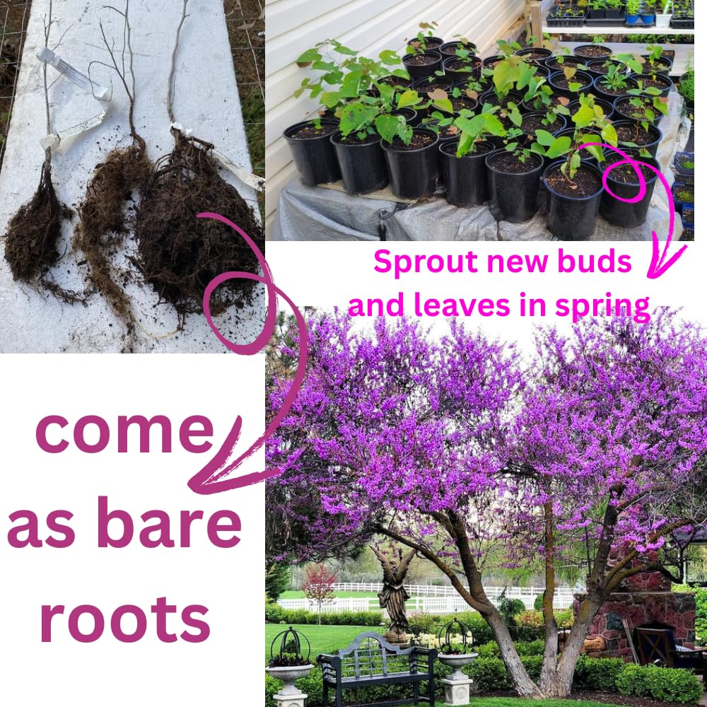 Eastern Redbud Trees Live Plants Seedlings, 1 Year Old Well- Rooted Bare Roots, 6 to 15 Inches, Red Bud Tree for Planting Outdoor