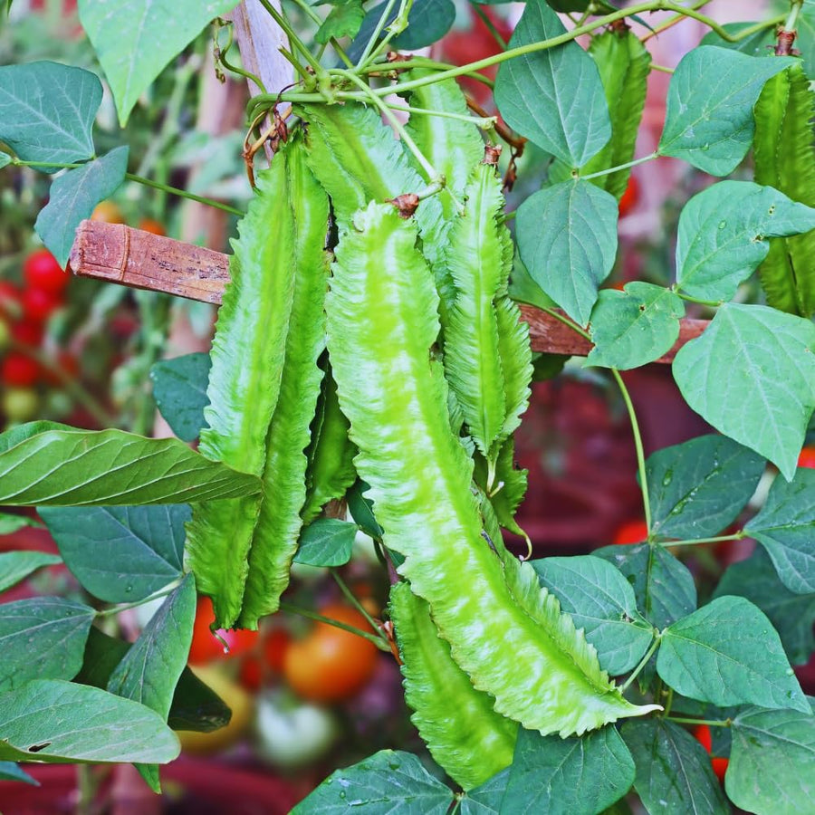 50 Winged Bean Seeds for Planting, Vegetable Vine Plant Seeds Gardening Outdoor