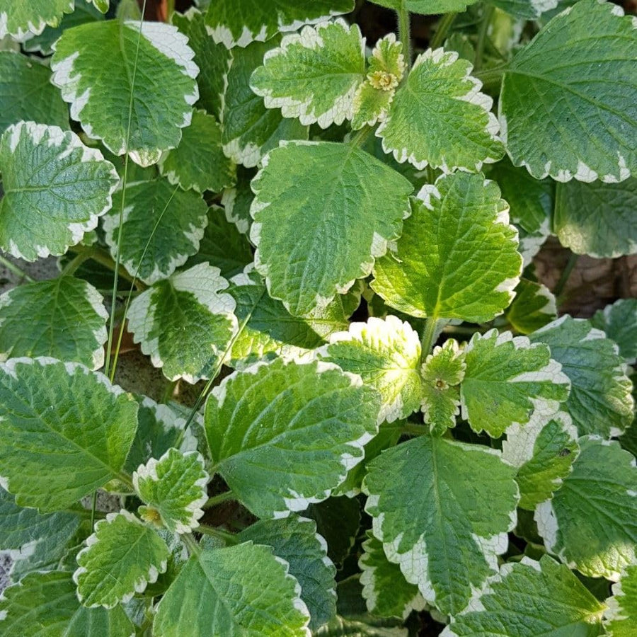 2 Variegated Cuban Oregano Live Plant Per Pot, 3-6 Inches Tall, Herb Oregano Plant Live, Fragrant Perennial Herb for Gardening, Indoor Outdoor Herb Plant