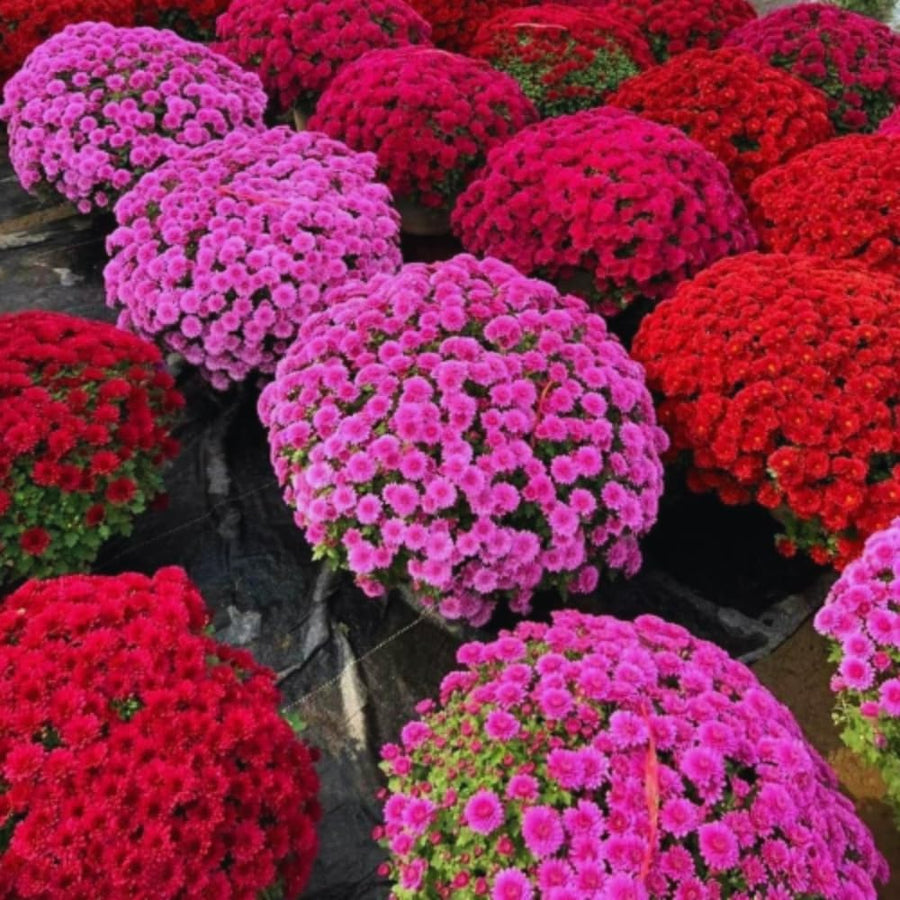3 Live Chrysanthemum Plants, Purple Chrysanthemum Live Plants, Chrysanthemum Flowers Plants Outdoor Indoor, Between 3 and 5 Inches in Height