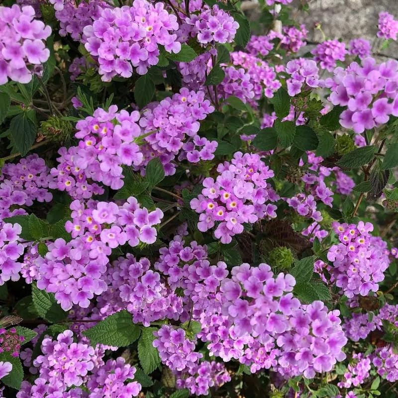 2 Lantana Plants Live, Perennial Live Flowering Lantana, Container Growing 4-9 Inch Tall - Purple