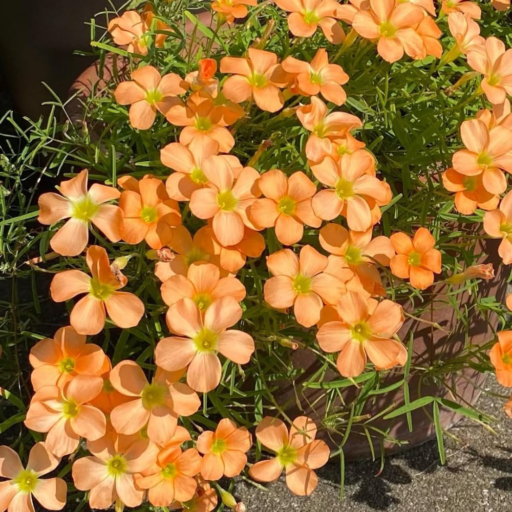 Oxalis Plant Live, Shamrock Spring Flower, 4 Inc Pot, Ornamental Oxalis Plant Live for Indoor Outdoor Garden, 4-8'' Tall (Orange)