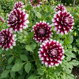 2 Dahlia Tubers for Planting, White Purple Dahlia Flower for Summer Blooms, Large and Vibrant Flowers, Suited for Zones 8 to 11