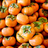 2 Sweet Persimmon Trees Live Plants in Pot, 8 Months Old Persimmon Fruit Trees Live Plants, 6-10" in Tall, Dormant in Winter, No Leaf, Bare Root to CA