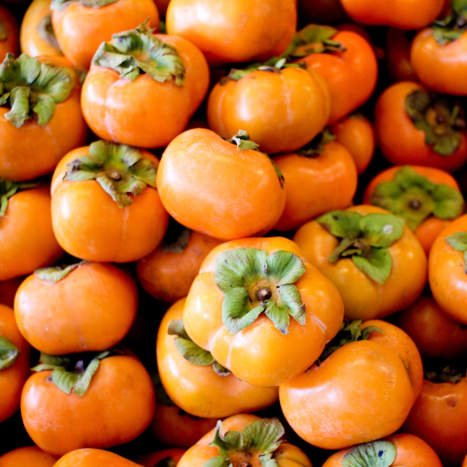 2 Sweet Persimmon Trees Live Plants in Pot, 8 Months Old Persimmon Fruit Trees Live Plants, 6-10" in Tall, Dormant in Winter, No Leaf, Bare Root to CA