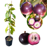 Star Apple Tree Live Plant, Purple Star Apple Plant Live, 1 Gallon Pot, 2-3 Feet Tropical Fruit Tree