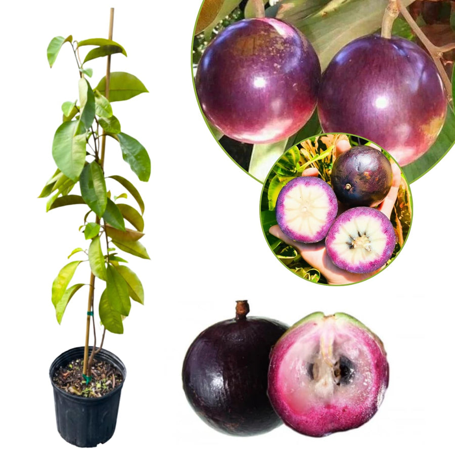 Star Apple Tree Live Plant, Purple Star Apple Plant Live, 1 Gallon Pot, 2-3 Feet Tropical Fruit Tree