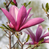 Magnolia Tree Live Plant in 2.5'' Pot, Magnolia Starter Tree, Ornamental Flowering Tree, Outdoor or Container Growing (Ann Magnolia)