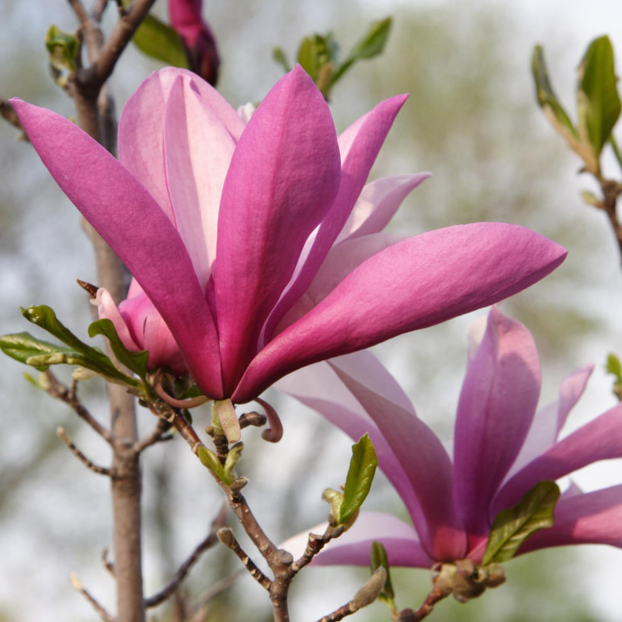 Magnolia Tree Live Plant in 2.5'' Pot, Magnolia Starter Tree, Ornamental Flowering Tree, Outdoor or Container Growing (Ann Magnolia)