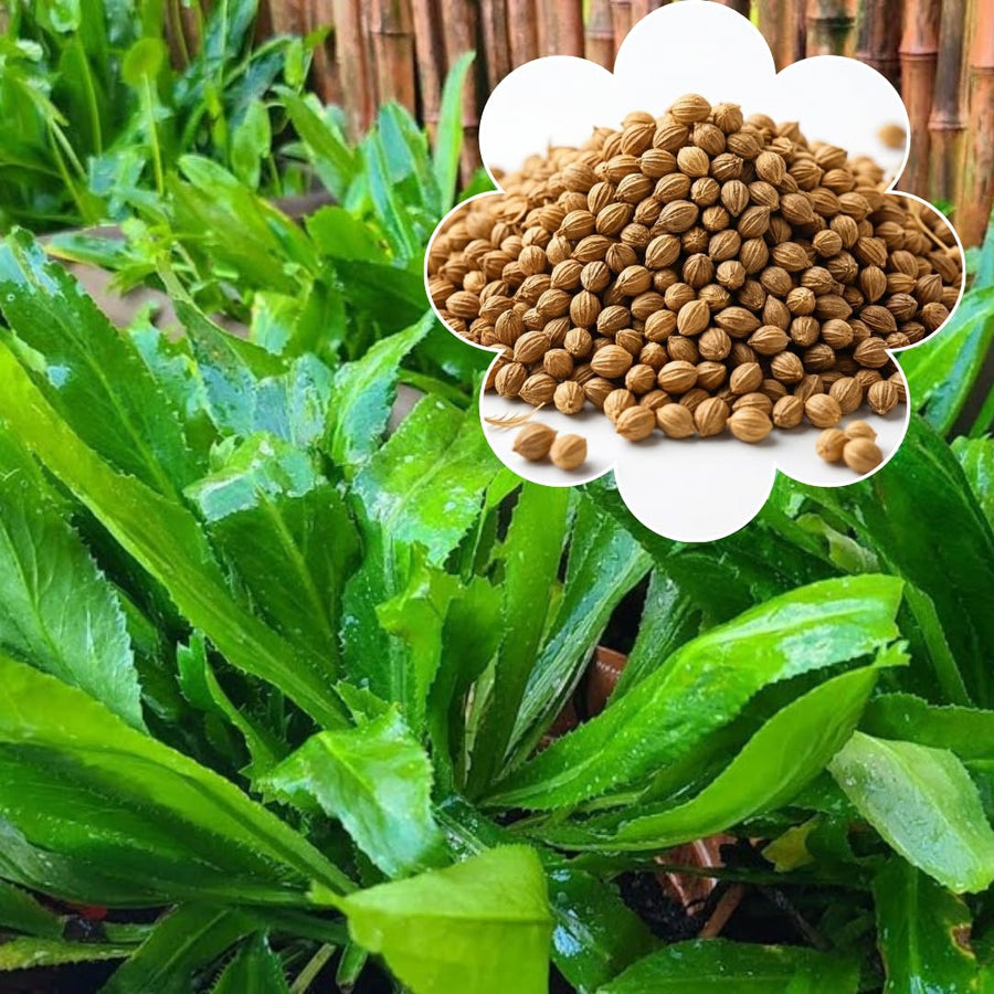 Pack 500 Culantro Seed, Culantro Herb Seed for Planting, Vegetable Herb Plant, Ready for Growing