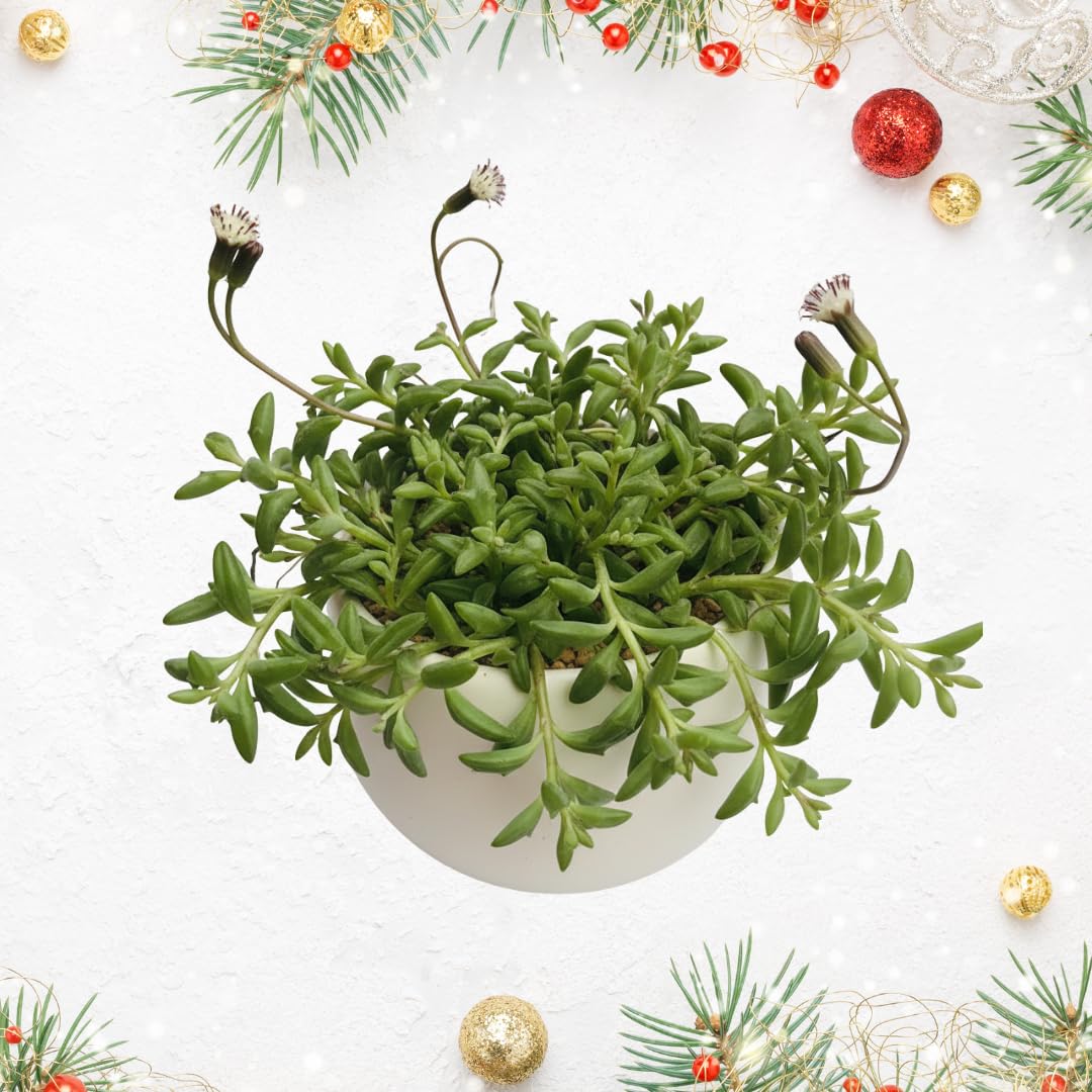 Live String of Dolphins Plant, Succulent Plant, 4 Inch Pot for Indoor or Outdoor Growing