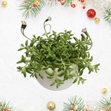 Live String of Dolphins Plant, Succulent Plant, 4 Inch Pot for Indoor or Outdoor Growing
