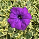 2 Petunia Live Plants, Variegated Lavender Grape Petunia Flowers, Live Petunias Plants Outdoor Indoor, 5-9 Inch Tall