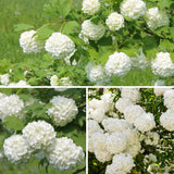 Set 2 Snowball Viburnum Live Plants, Bare Root 8 to 12 Inches Tall, White Flowering Shrub, Low Maintenance for Outdoor Garden